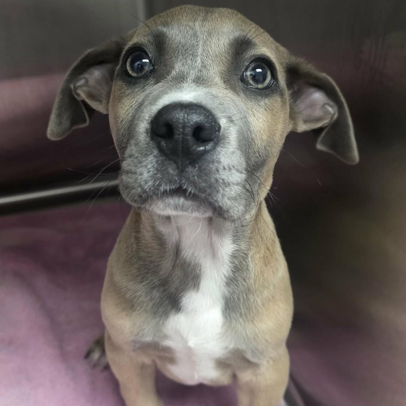 Enlarge Valor, a ADOPTABLE mixed breed in Austin, TX image 2/3