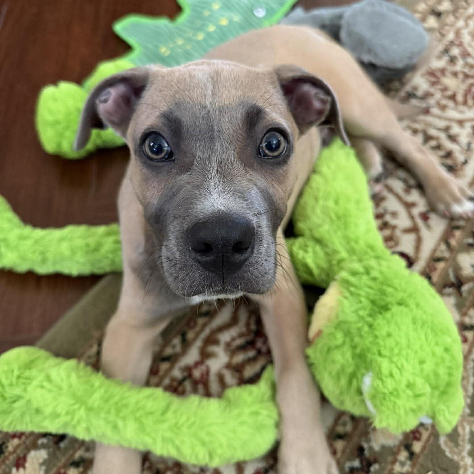 Enlarge Valor, an adopted mixed breed in Austin, TX image 2/3