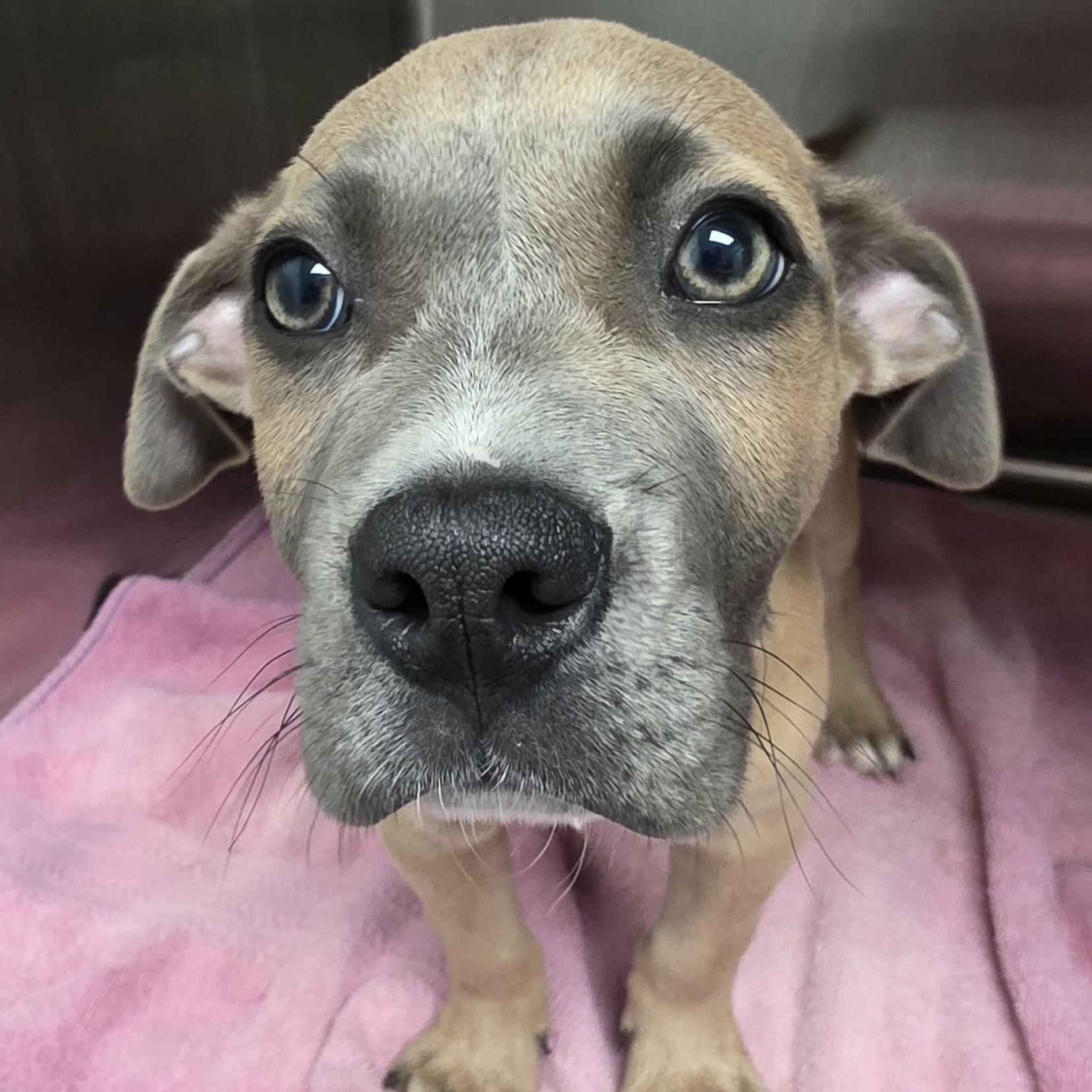 Enlarge Valor, a ADOPTABLE mixed breed in Austin, TX image 1/3