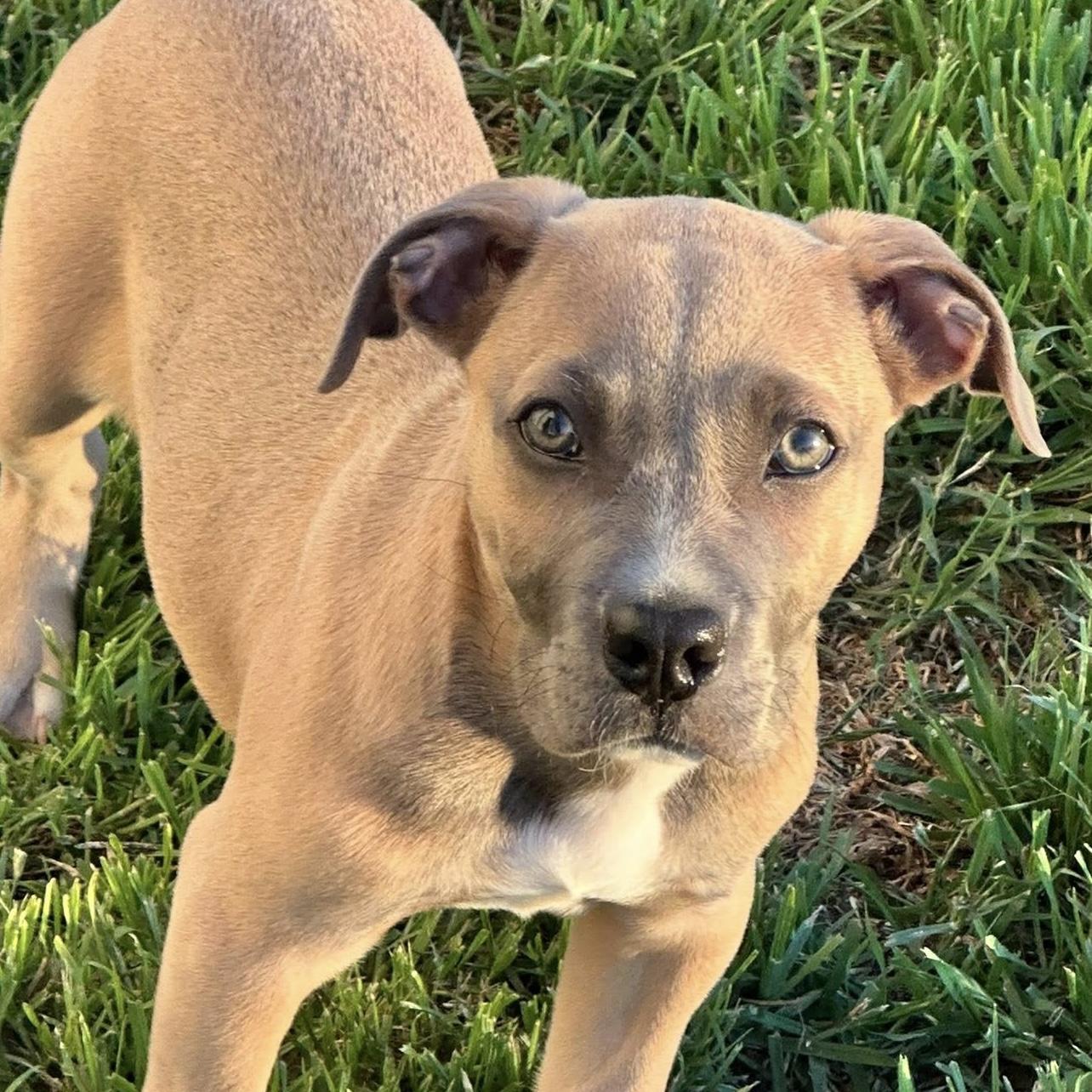 Valor, adopted, Puppy Male Pit Bull Terrier & American Staffordshire Terrier.