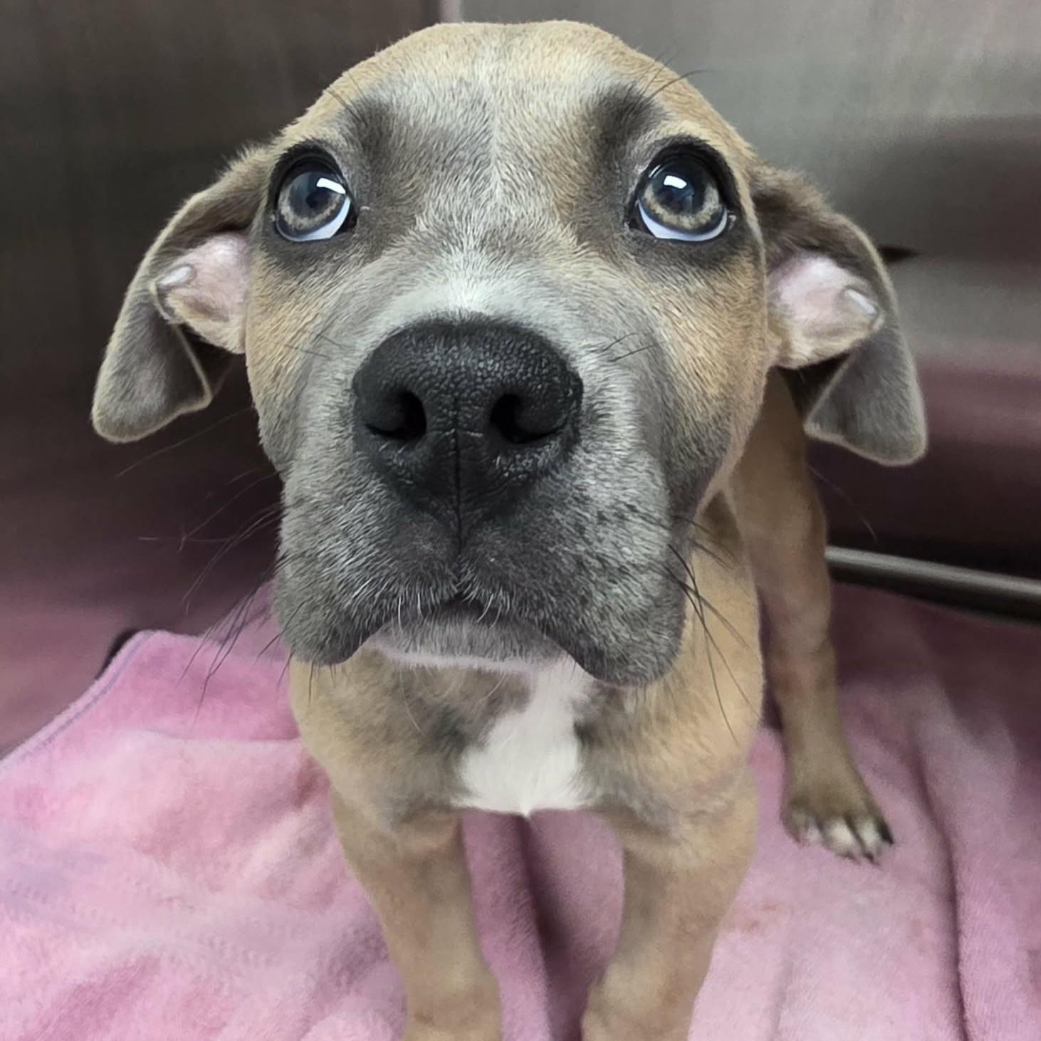 Enlarge Valor, a ADOPTABLE mixed breed in Austin, TX image 3/3