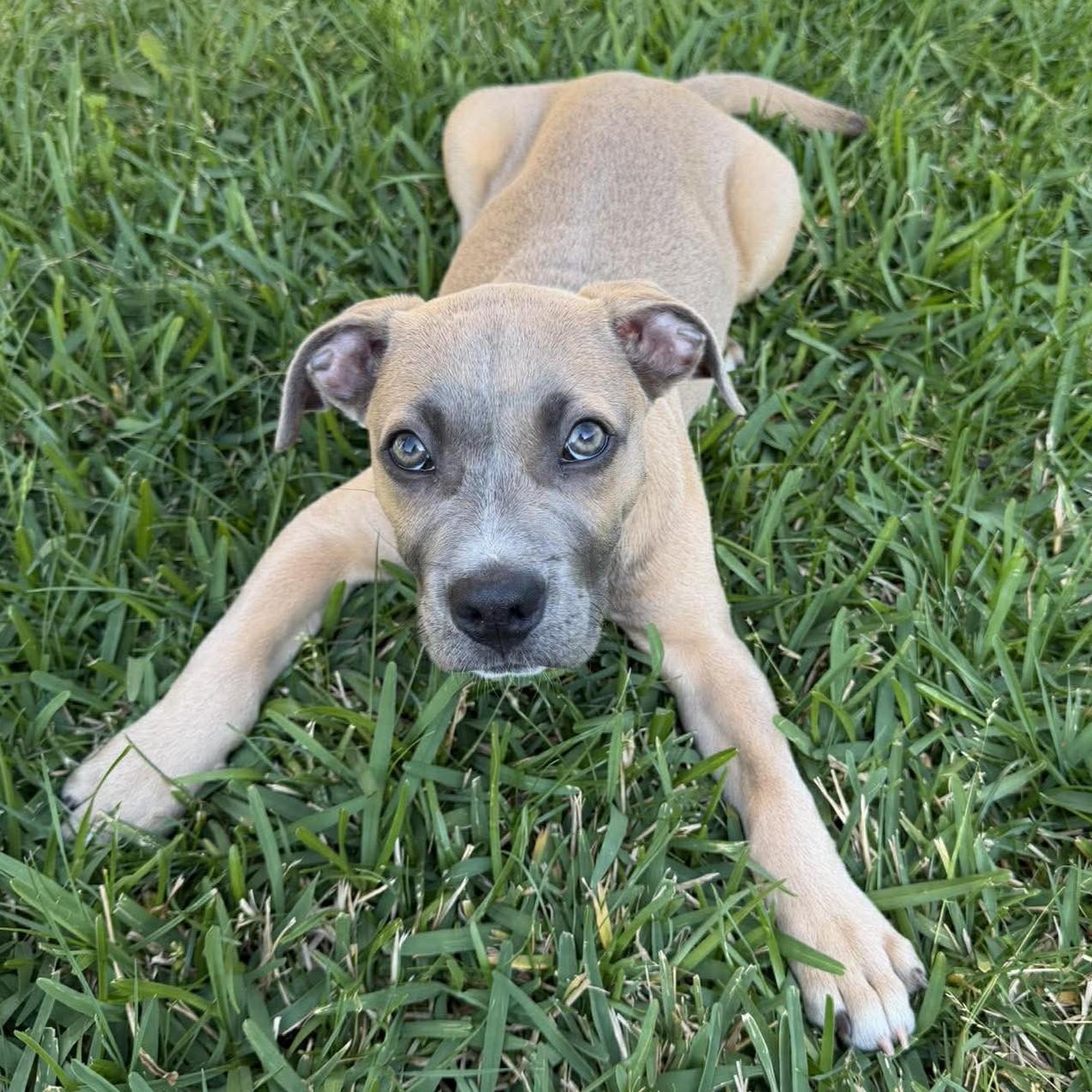 Enlarge Valor, an adopted mixed breed in Austin, TX image 3/3