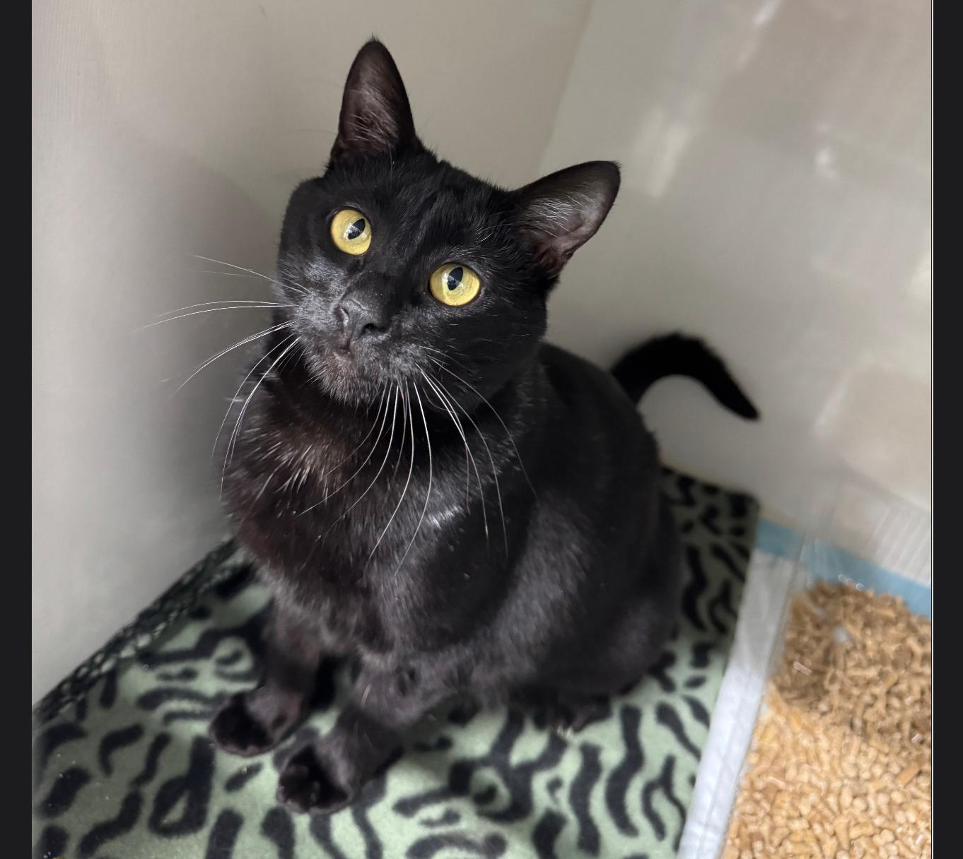Isis, ADOPTABLE, Adult Female Domestic Short Hair.