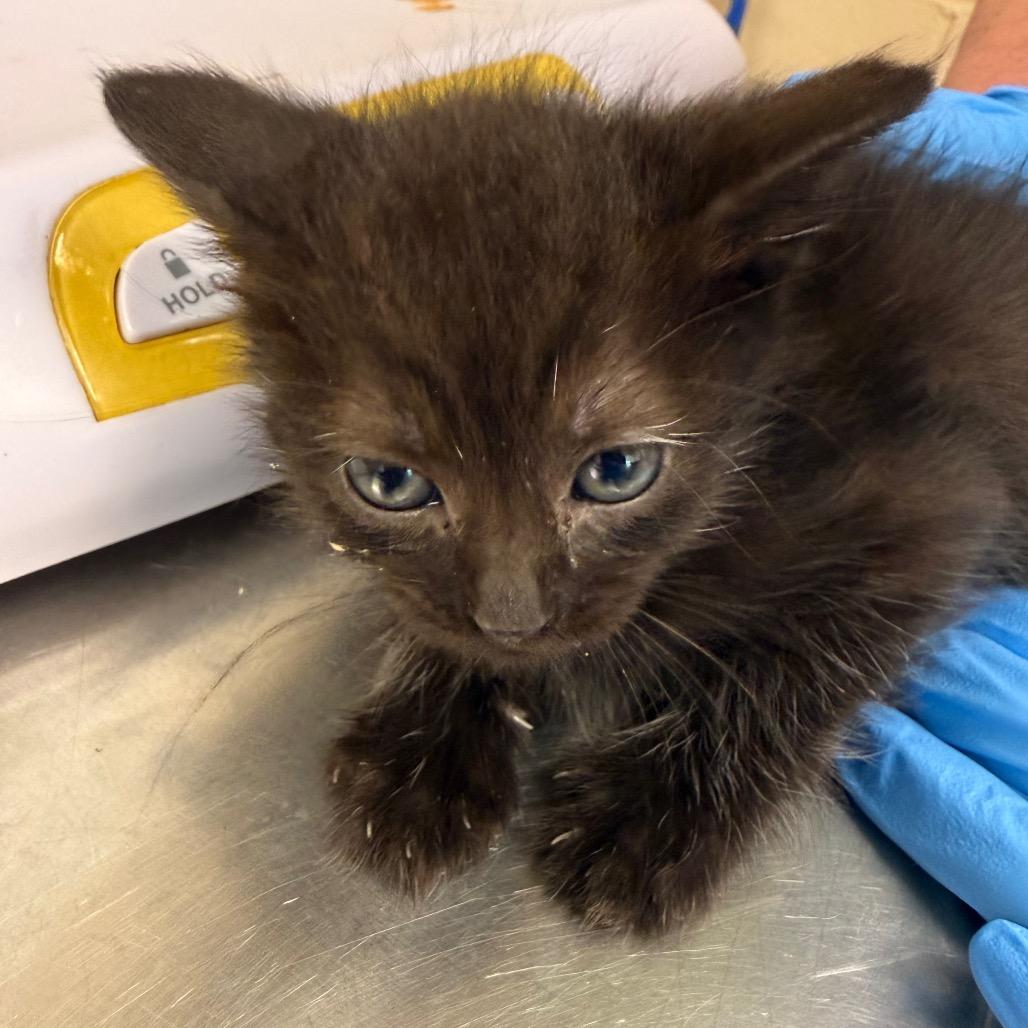 Shale, Adoptable, Kitten Female Domestic Short Hair.