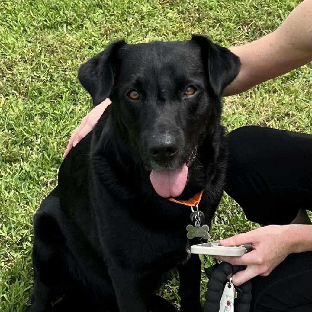 Kain, an adoptable Black Labrador Retriever in Jay, NY, 12941 | Photo Image 6