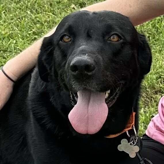 Kain, an adoptable Black Labrador Retriever in Jay, NY, 12941 | Photo Image 1