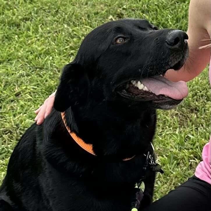 Kain, an adoptable Black Labrador Retriever in Jay, NY, 12941 | Photo Image 5