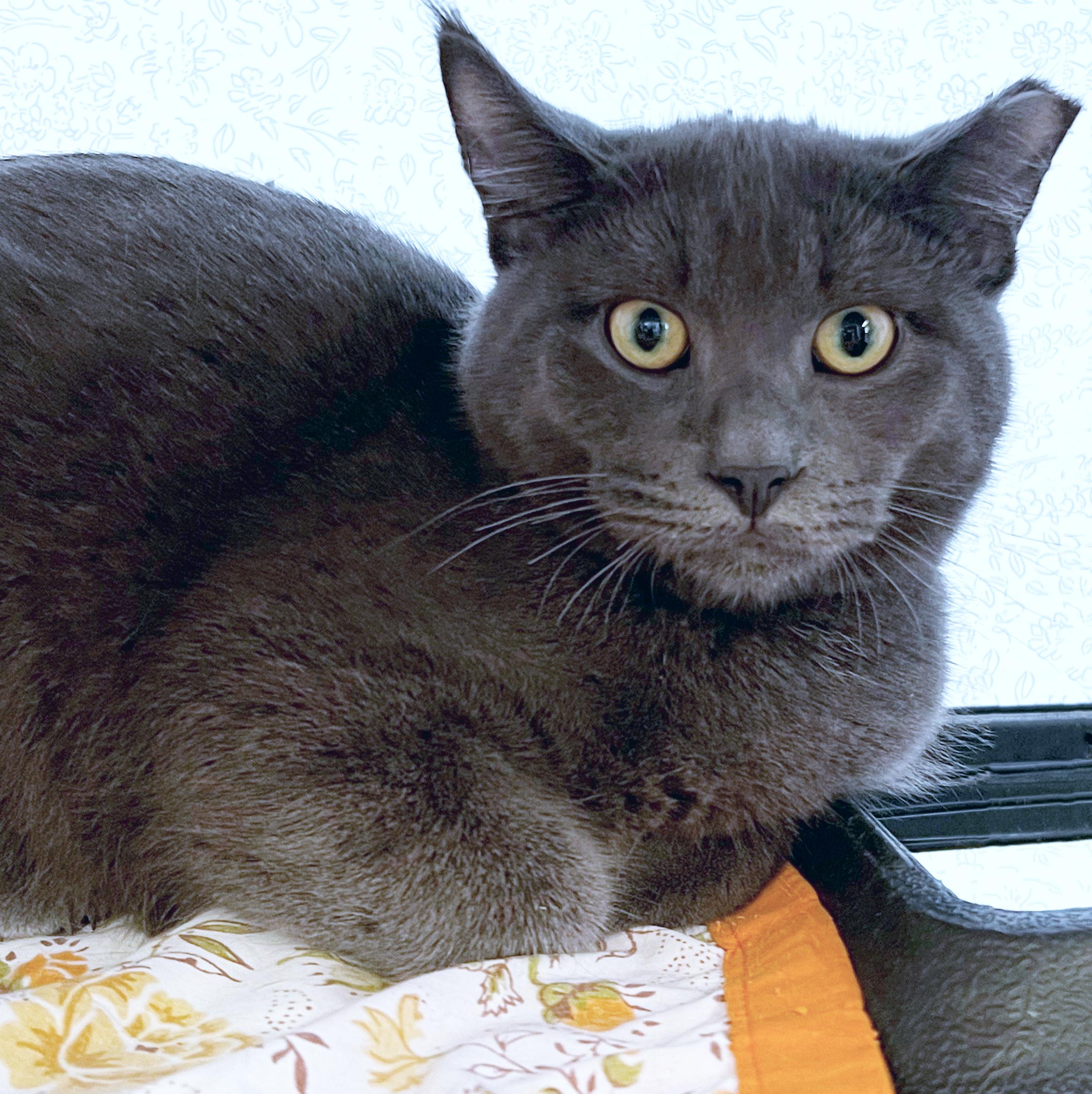 Gibson, ADOPTABLE, Young Male Domestic Short Hair.