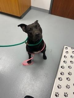 MIDNIGHT, Adoptable, Adult Male Pit Bull Terrier.