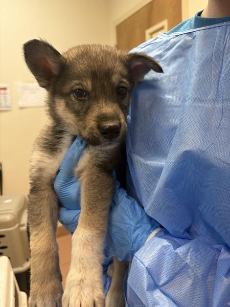 Frank, Adoptable, Puppy Male Siberian Husky & Australian Cattle Dog / Blue Heeler.