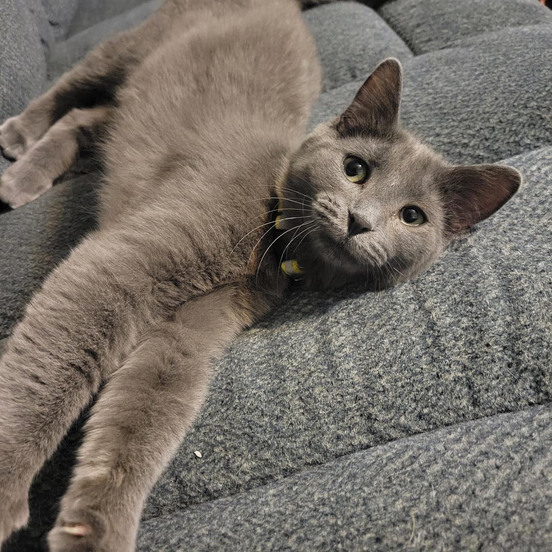 Dale, a Adoptable Domestic Short Hair in Swartz Creek, MI image 2/4