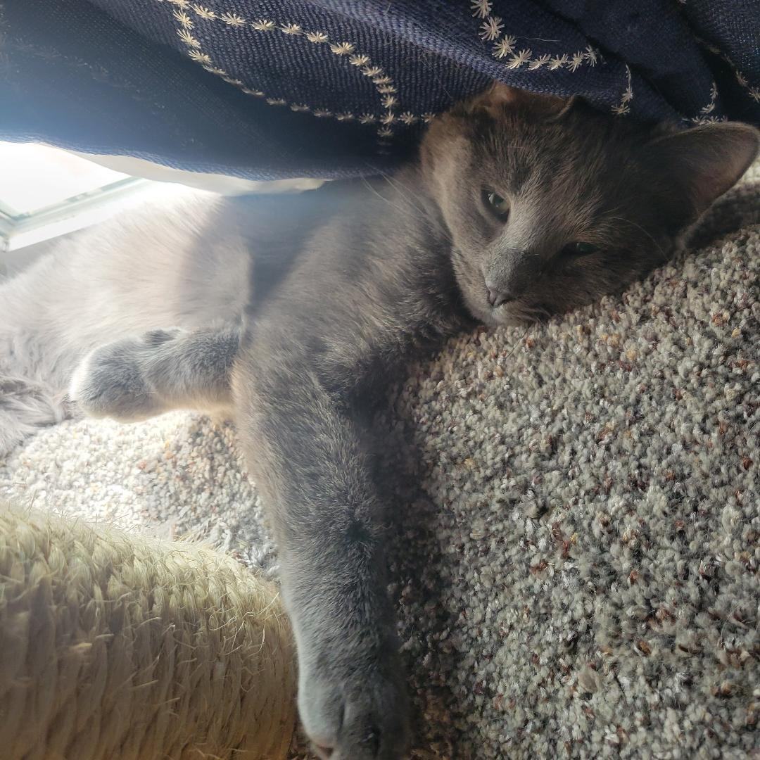 Dale, a Adoptable Domestic Short Hair in Swartz Creek, MI image 3/4