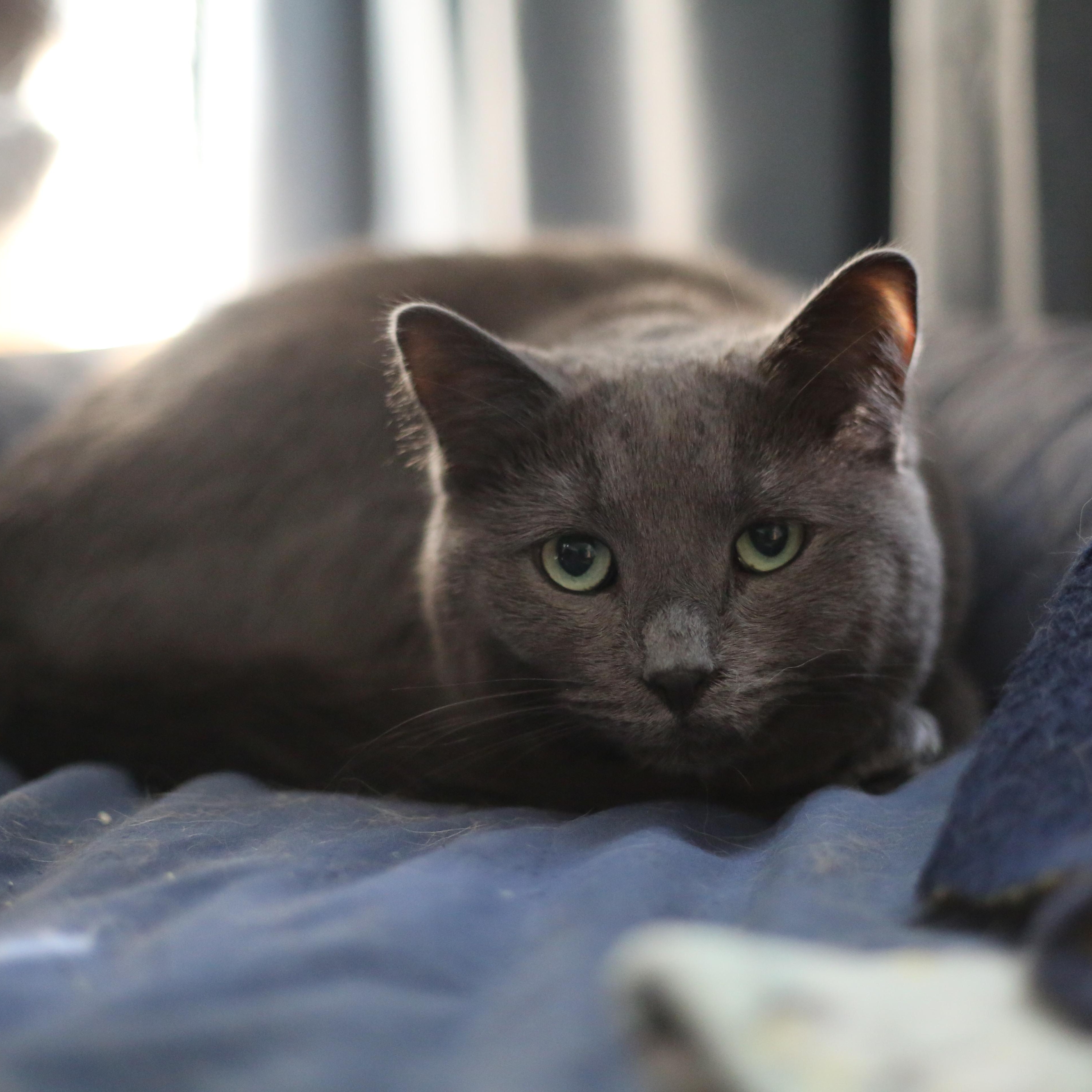 Dale, a Adoptable Domestic Short Hair in Swartz Creek, MI image 1/4