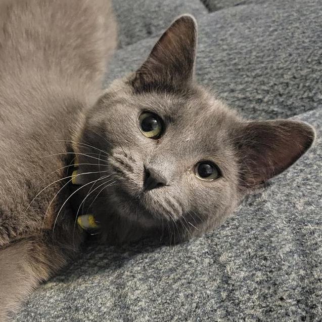 Dale, a Adoptable Domestic Short Hair in Swartz Creek, MI image 4/4