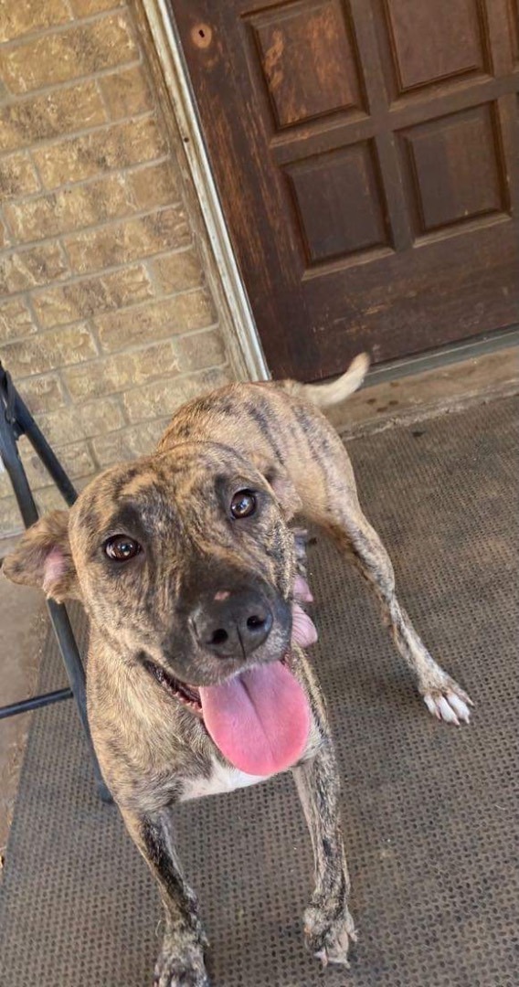 (Seven), Adoptable, Adult Female Catahoula Leopard Dog.