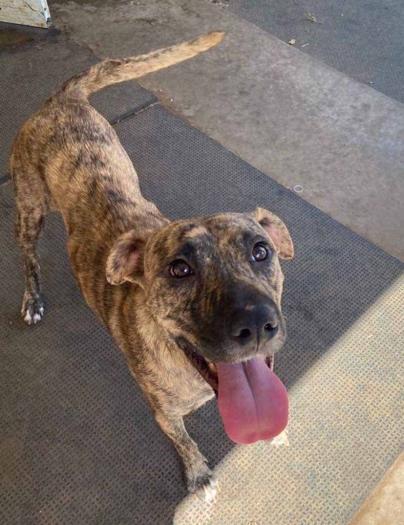 Enlarge (Seven), a Adoptable Catahoula Leopard Dog in Denison, TX image 2/12