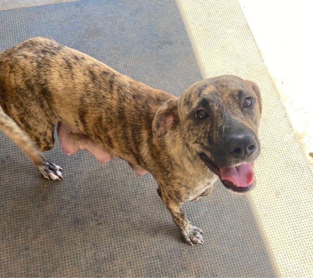 Enlarge (Seven), a Adoptable Catahoula Leopard Dog in Denison, TX image 3/12