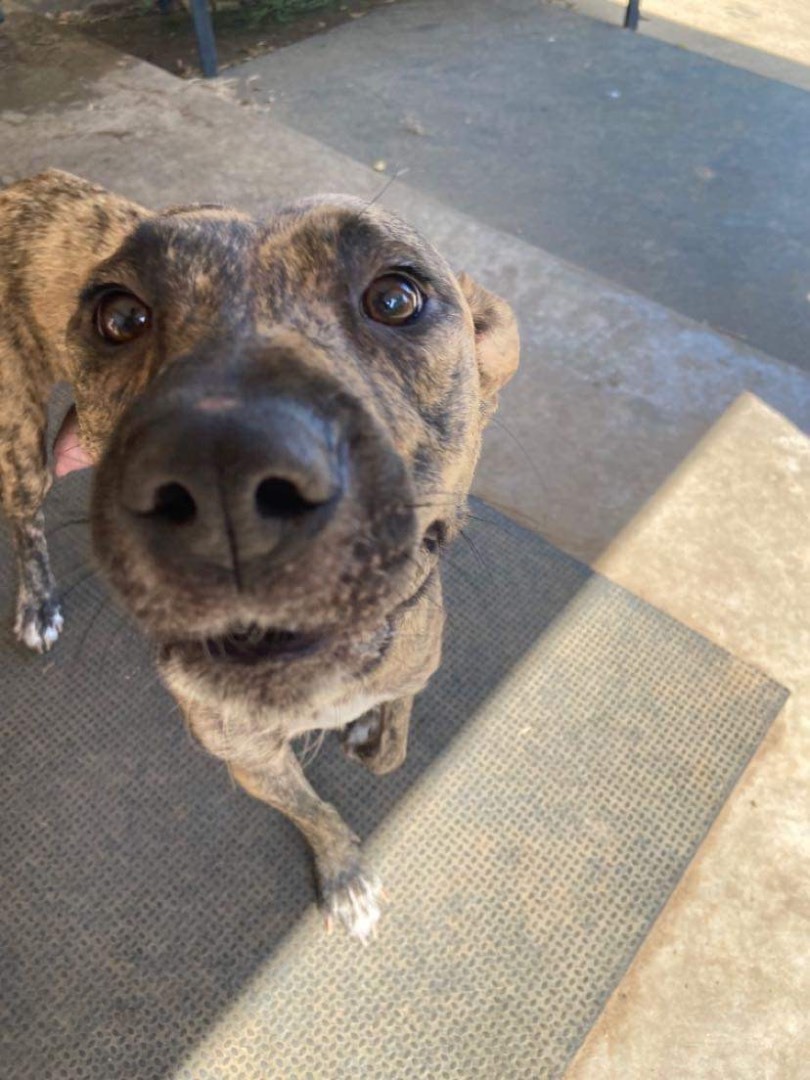 Enlarge (Seven), a Adoptable Catahoula Leopard Dog in Denison, TX image 4/12