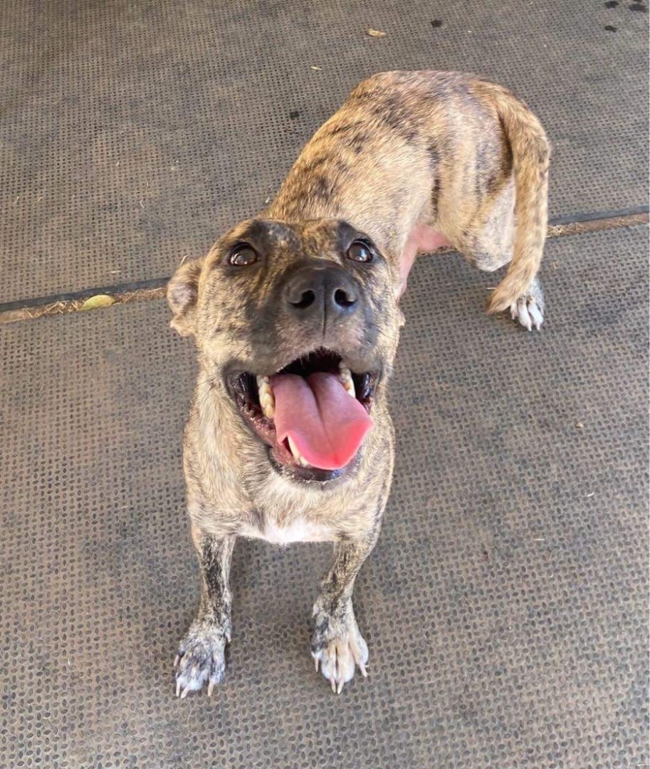 Enlarge (Seven), a Adoptable Catahoula Leopard Dog in Denison, TX image 5/12