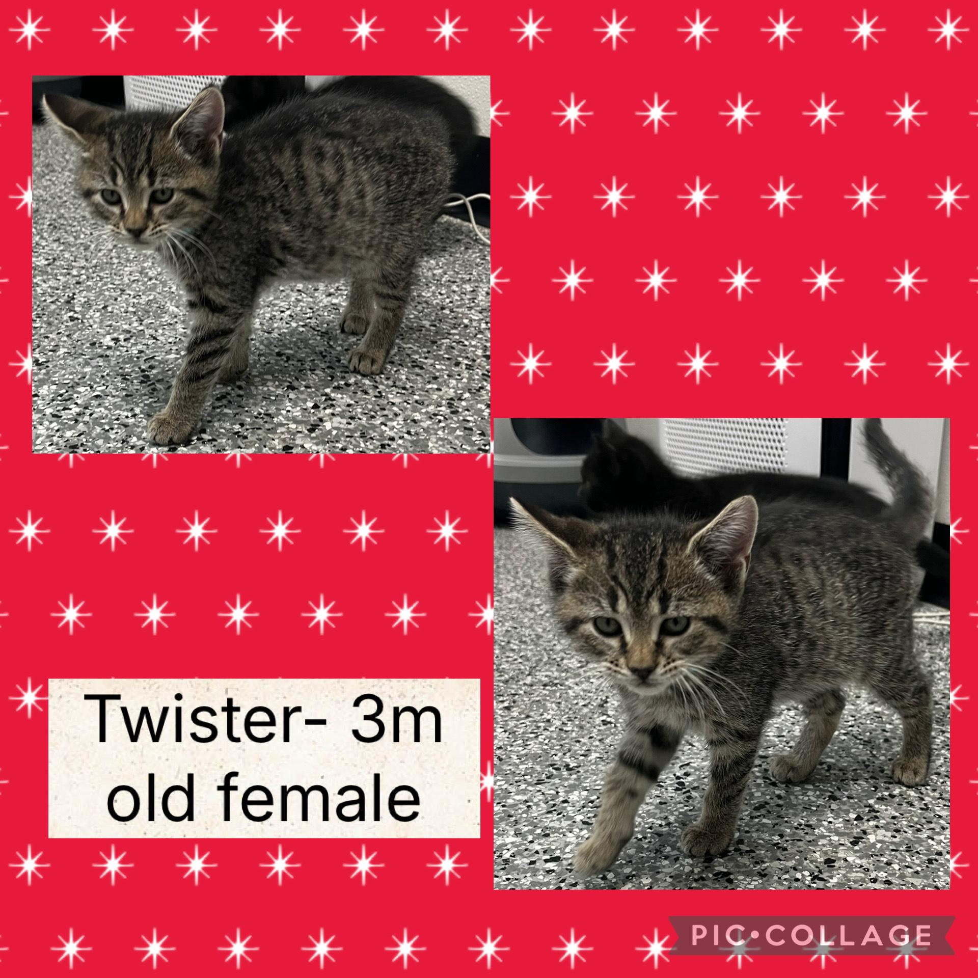 Enlarge Twister, a ADOPTABLE Domestic Short Hair in Bryan, OH image 3/3