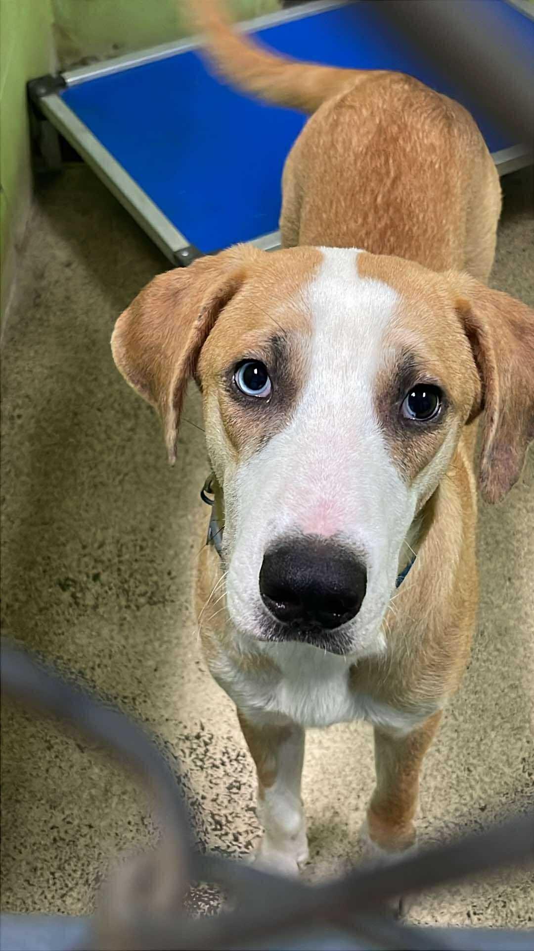Enlarge Cahill, a Adoptable Hound in Fort Payne, AL image 1/1