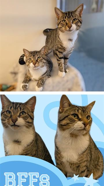 SNICKERS, Adoptable, Young Male Domestic Short Hair.