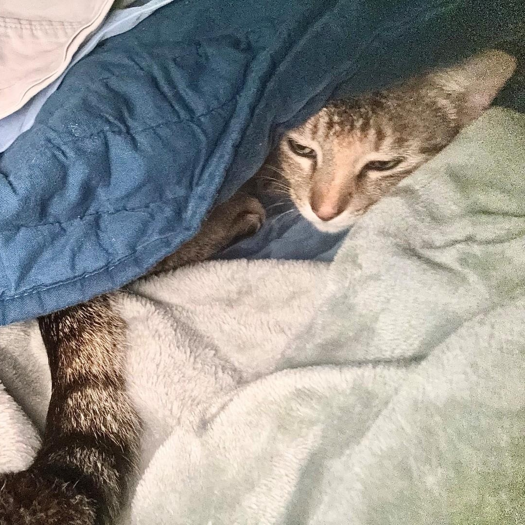 Enlarge Billie Holiday Treece, a Adoptable mixed breed in Denver, CO image 3/5