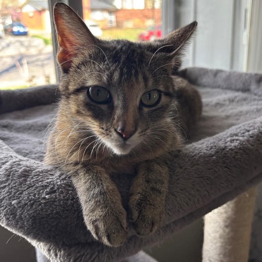 Enlarge Billie Holiday Treece, a Adoptable mixed breed in Denver, CO image 2/5