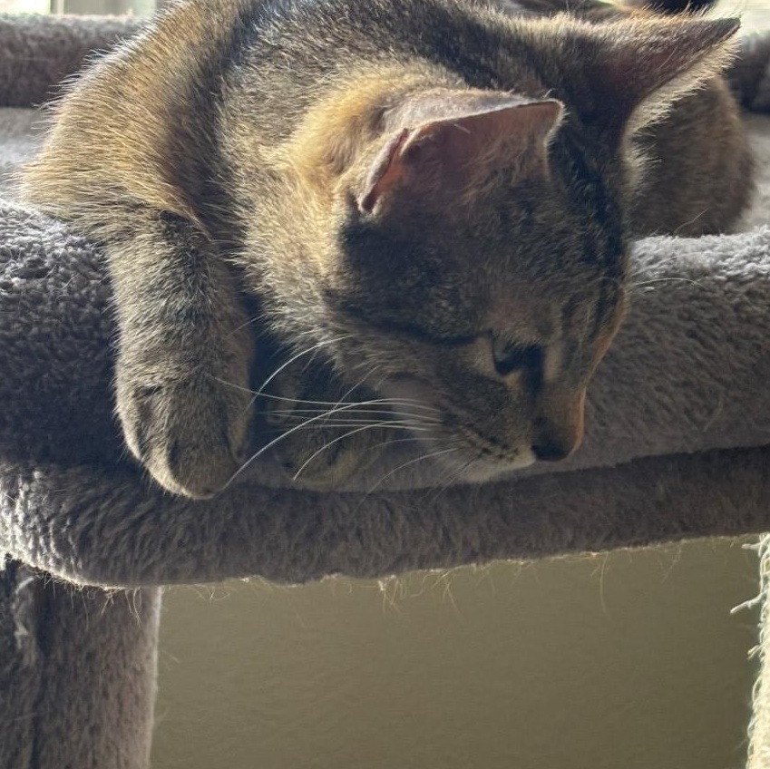 Enlarge Billie Holiday Treece, a Adoptable mixed breed in Denver, CO image 4/5