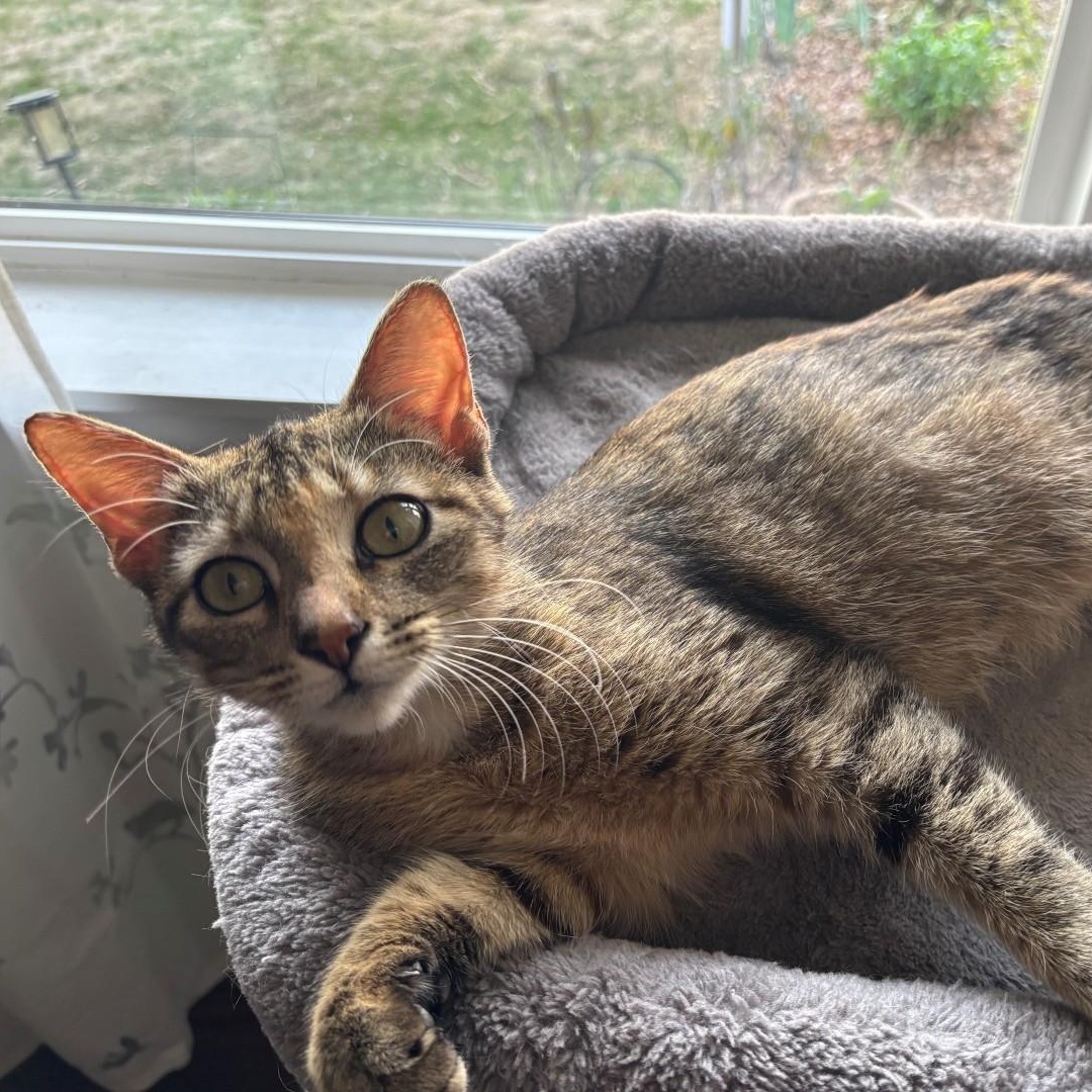 Billie Holiday Treece, Adoptable, Kitten Female Domestic Short Hair & Tabby.