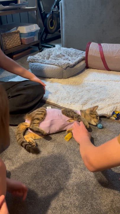 Enlarge Billie Holiday Treece, a Adoptable mixed breed in Denver, CO video 5/5