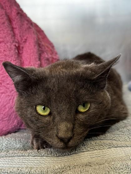 Coconut Cake, Adoptable, Adult Female Domestic Short Hair & Domestic Short Hair.