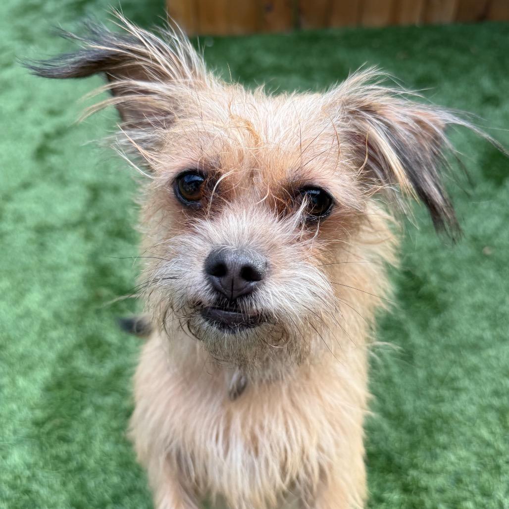 Enlarge Canelita, a Adoptable Terrier in Naperville, IL image 1/3