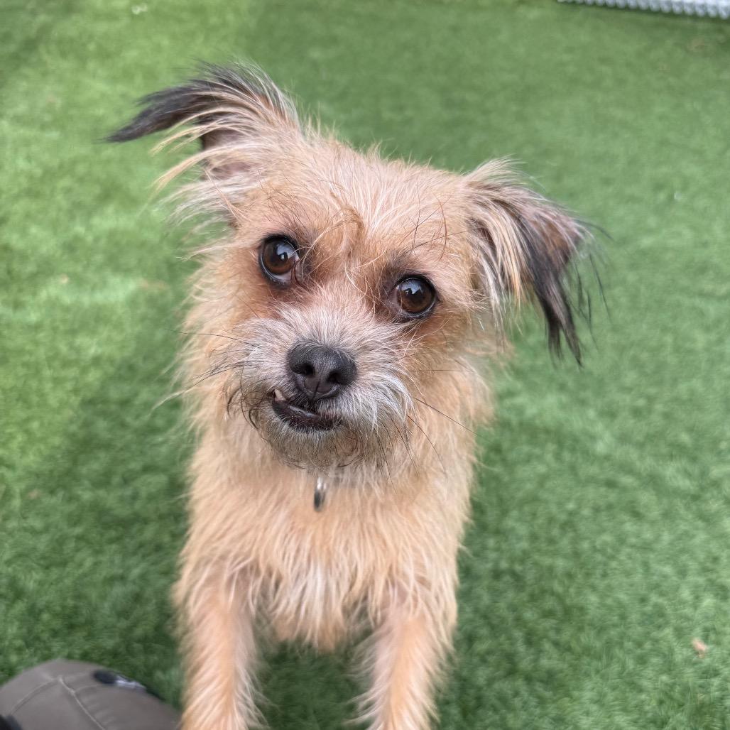 Enlarge Canelita, a Adoptable Terrier in Naperville, IL image 2/3