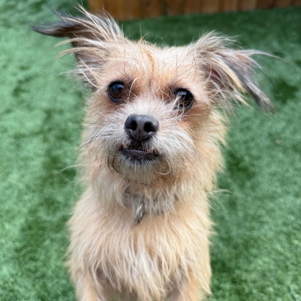 Enlarge Canelita, a Adoptable Terrier in Naperville, IL image 3/3