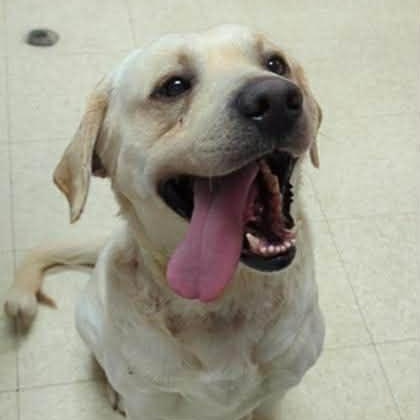 Houston-Not Accepting Applications Yet!, ADOPTABLE, Adult Male Yellow Labrador Retriever.