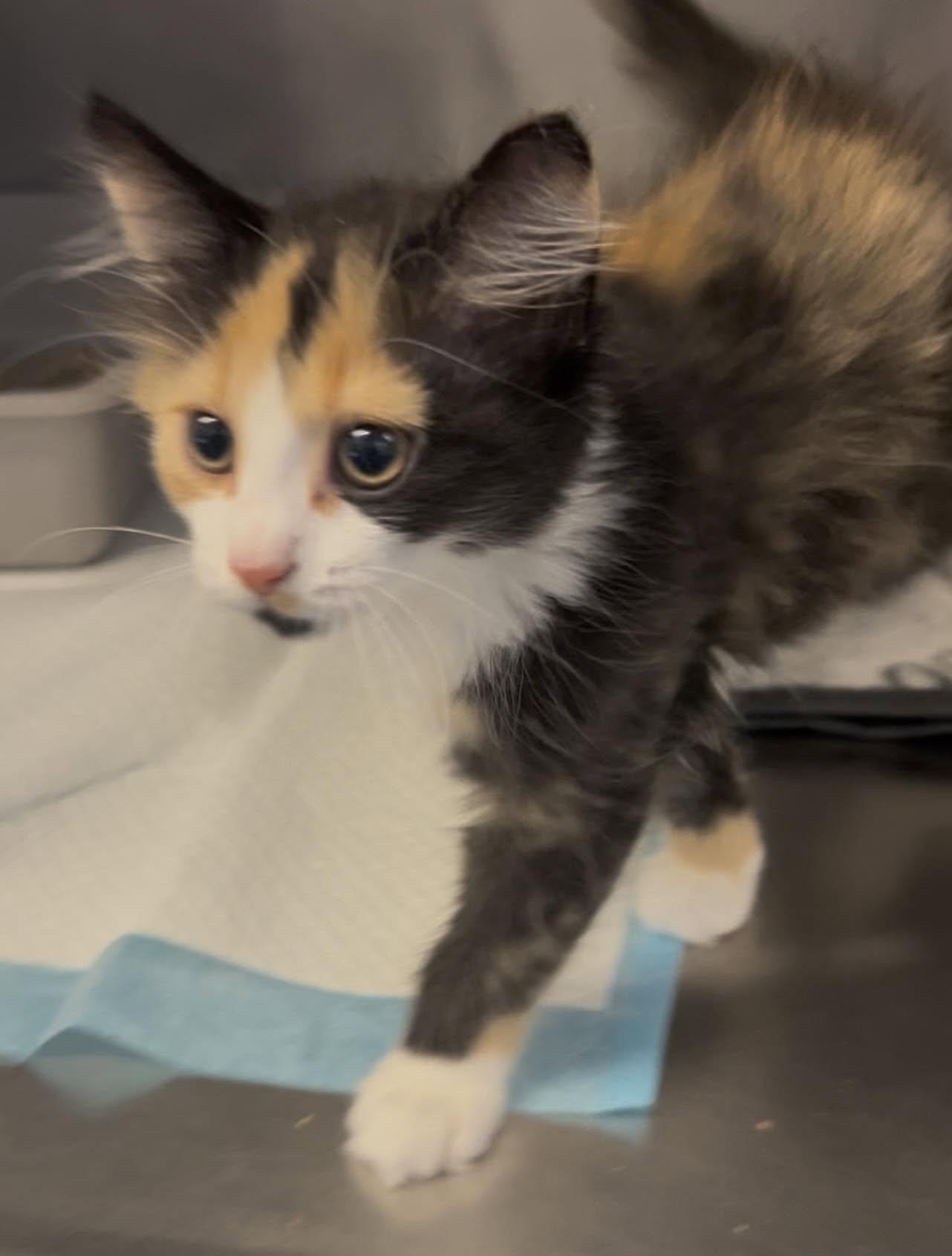 Enlarge Sparkle, an adopted Domestic Medium Hair in Germanton, NC image 1/1