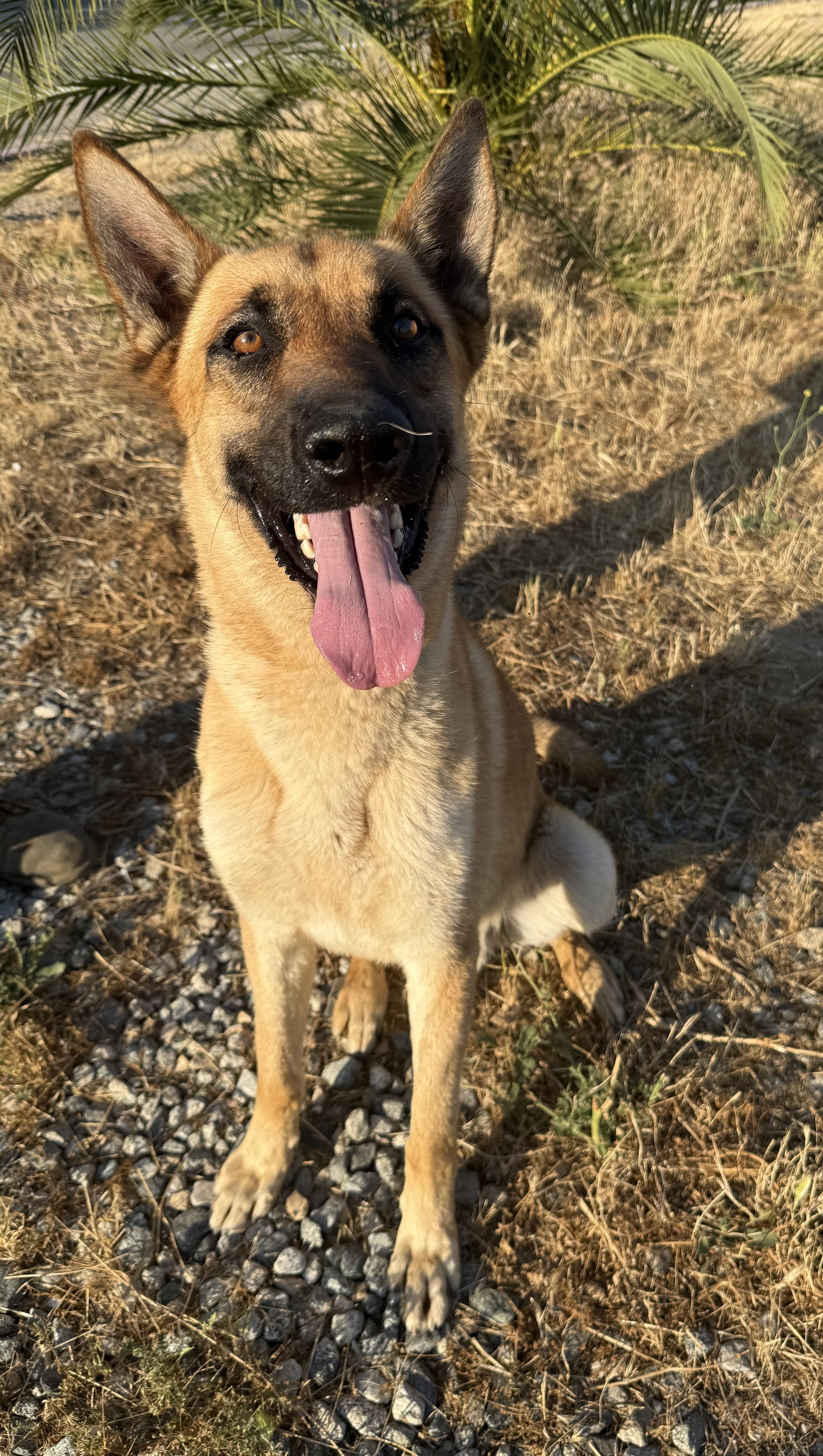 SHILOH