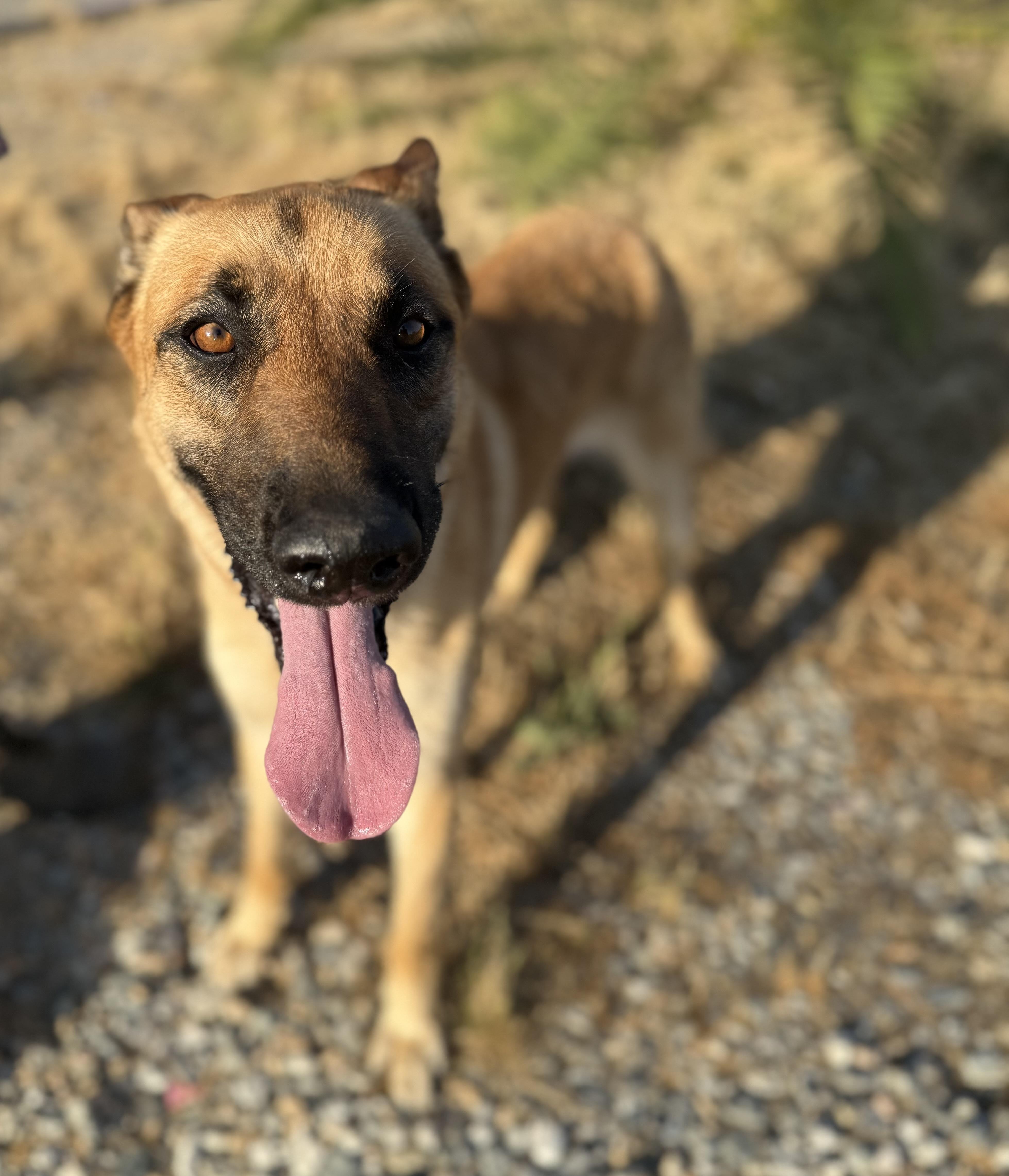 SHILOH