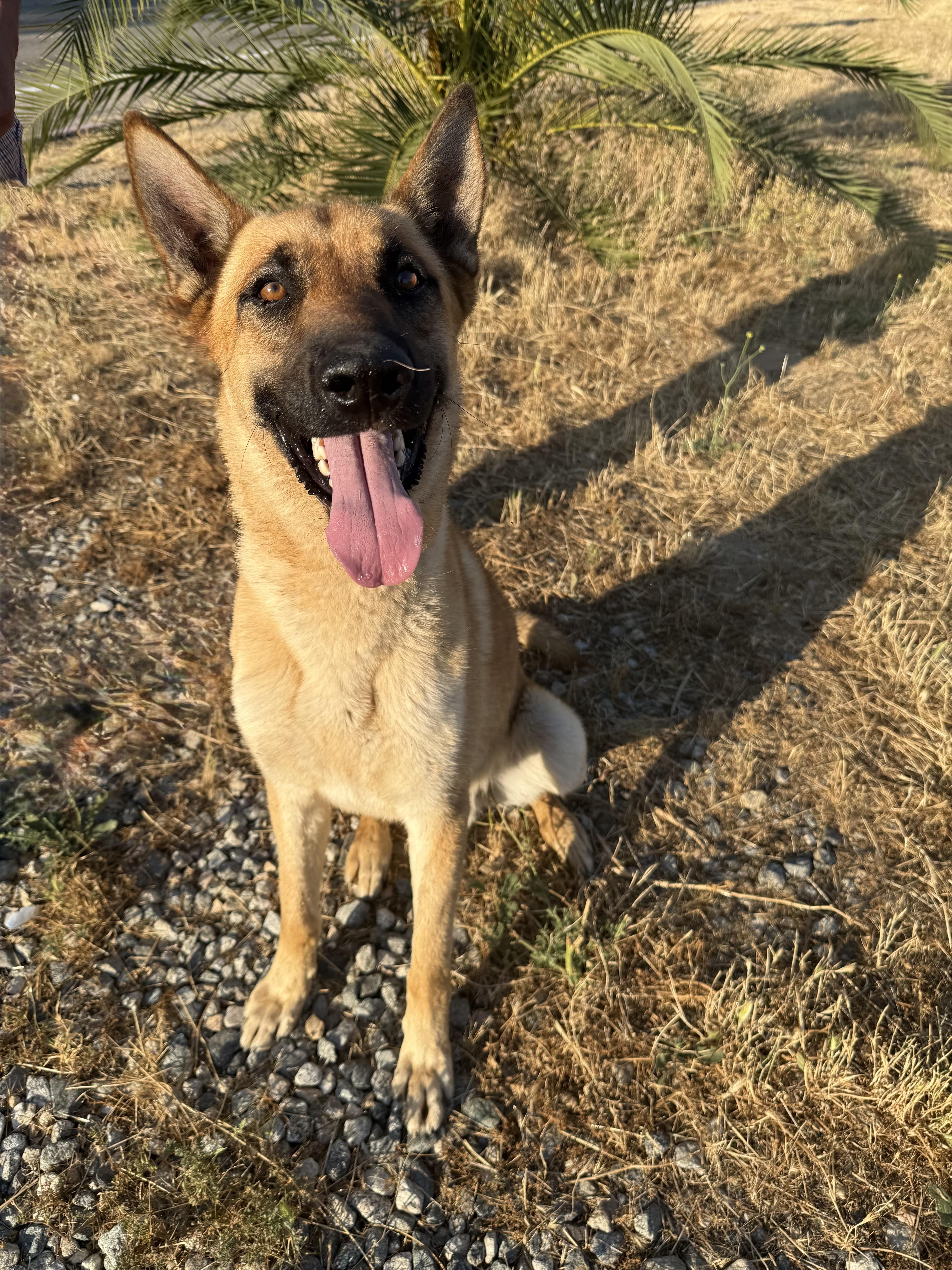 SHILOH