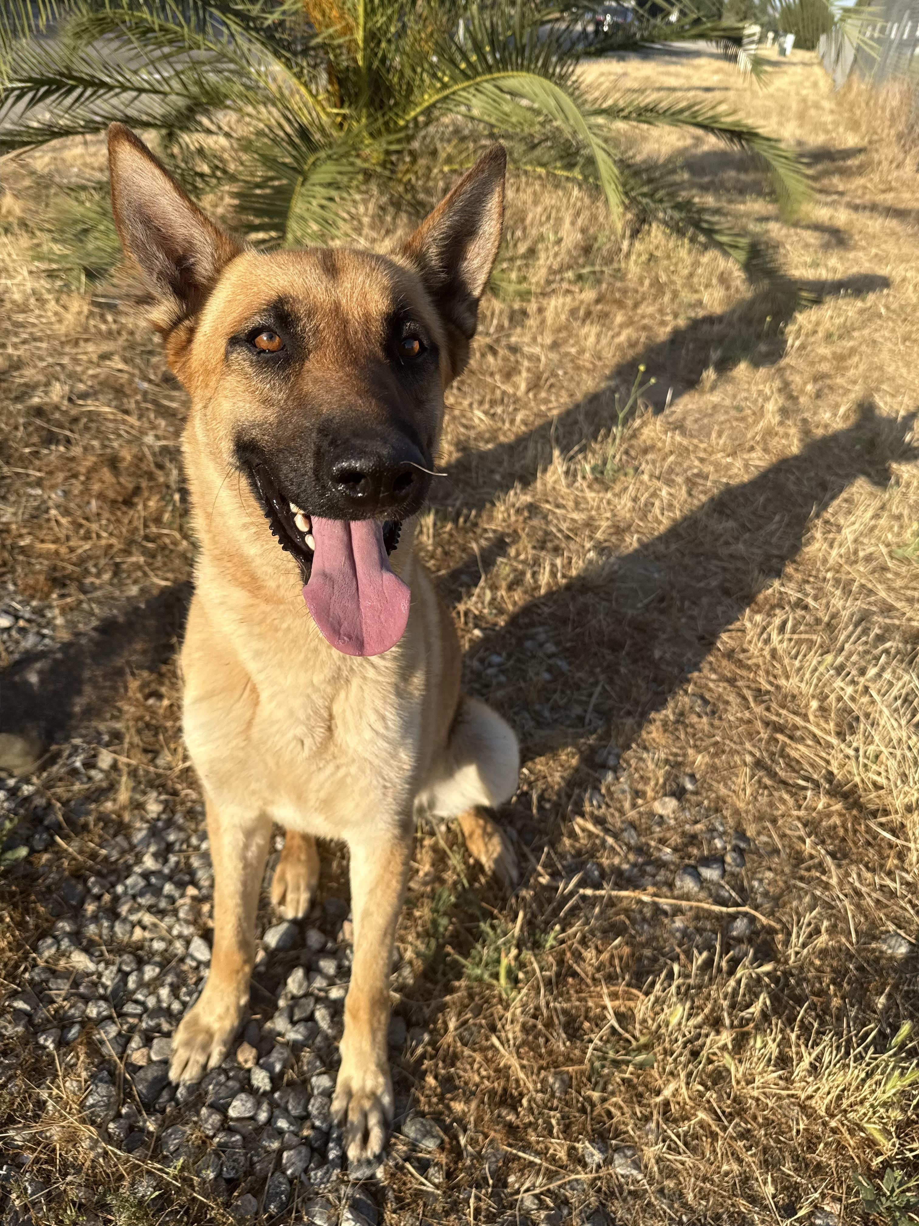 SHILOH