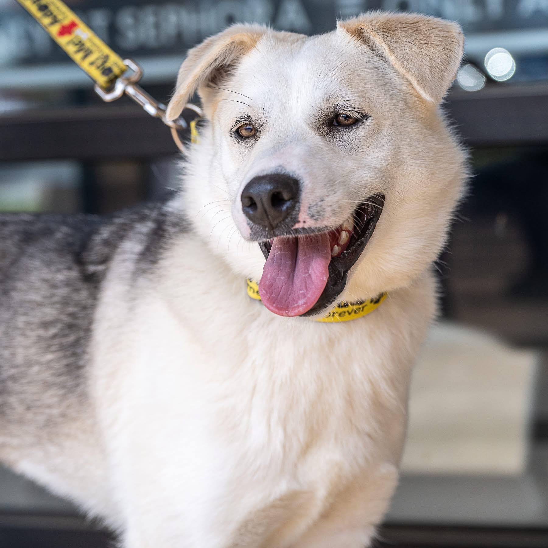 Enlarge Sadie, a ADOPTABLE mixed breed in Richmond, VA image 2/6