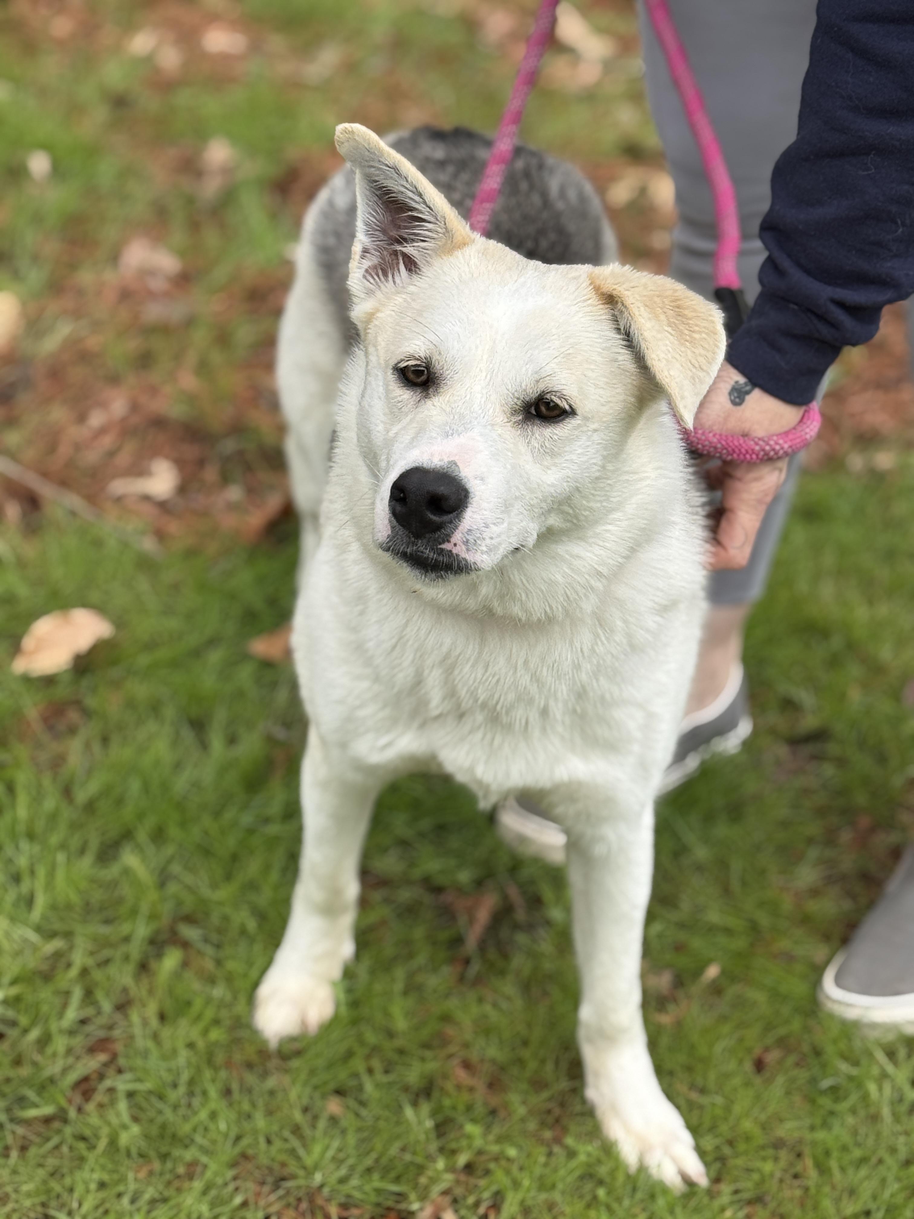 Enlarge Sadie, a ADOPTABLE mixed breed in Richmond, VA image 5/6