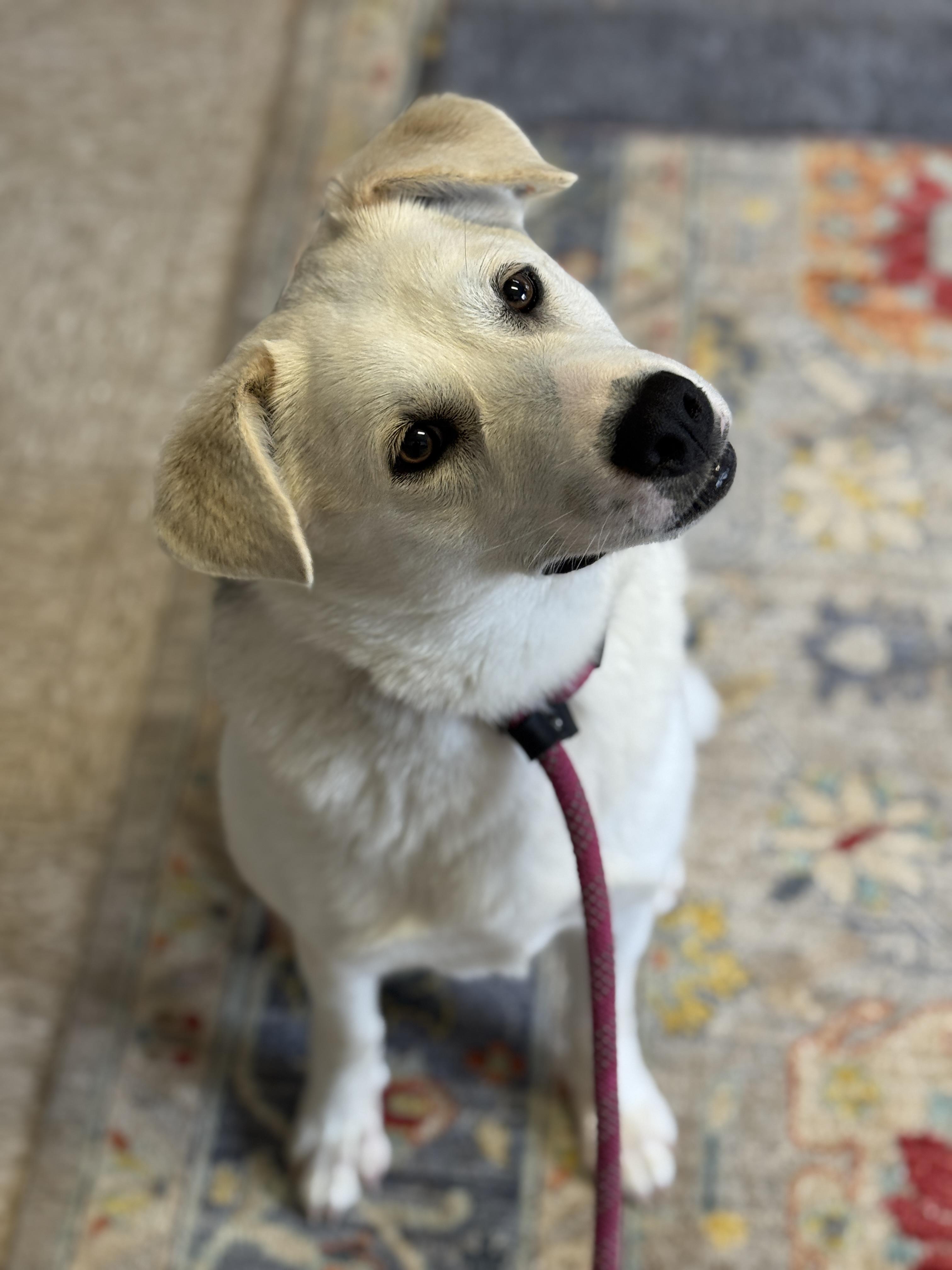 Enlarge Sadie, a ADOPTABLE mixed breed in Richmond, VA image 6/6