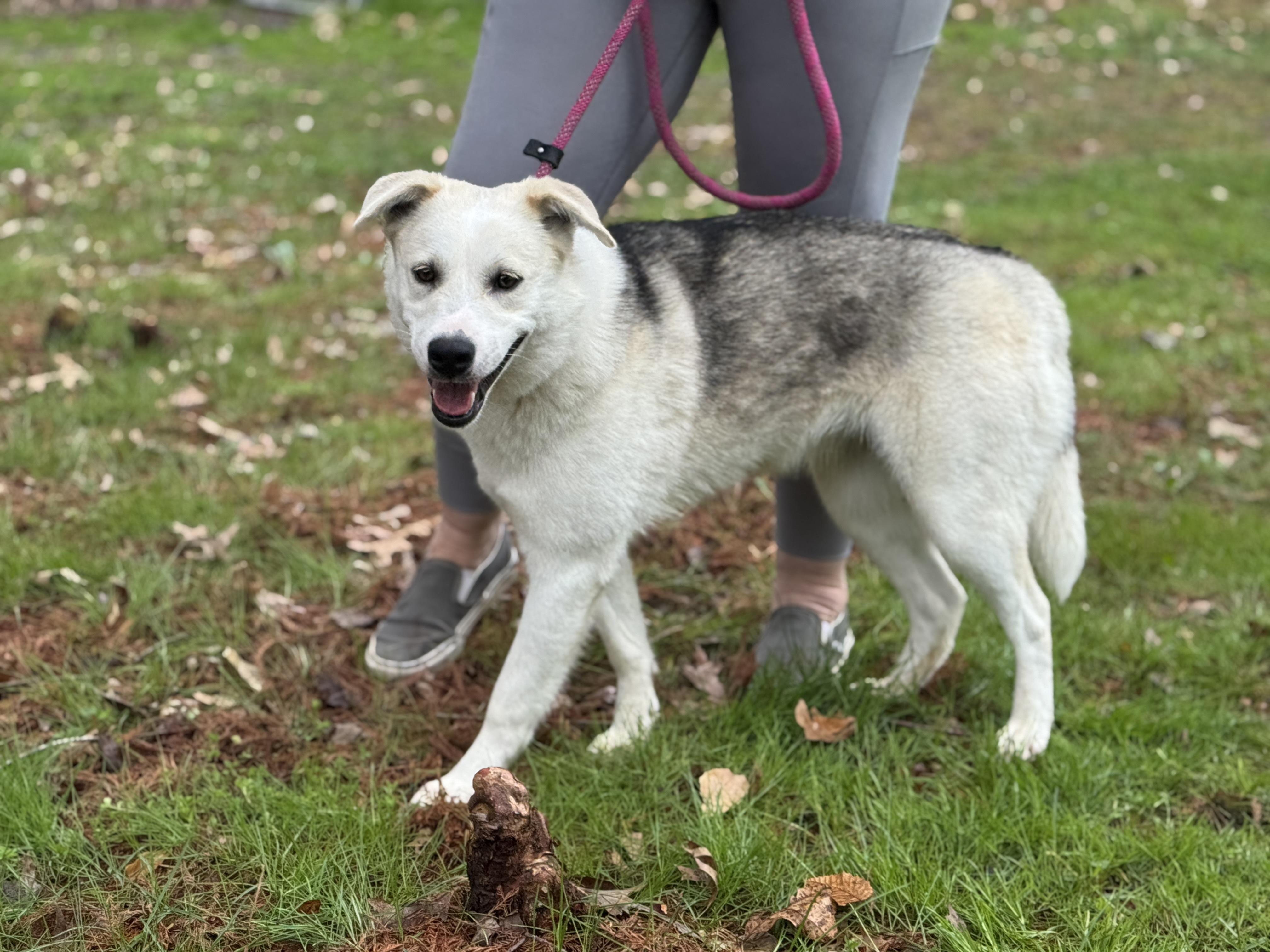 Enlarge Sadie, a ADOPTABLE mixed breed in Richmond, VA image 4/6