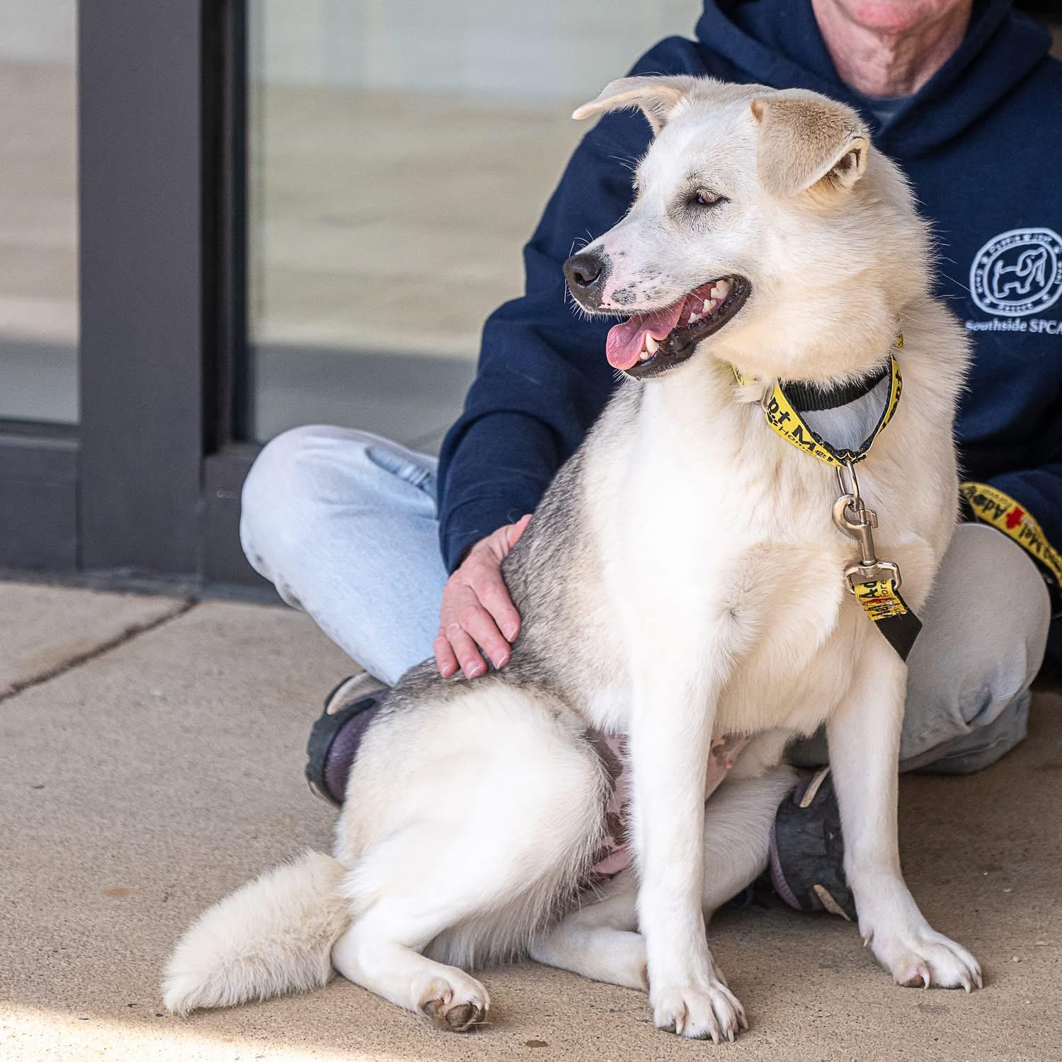 Enlarge Sadie, a ADOPTABLE mixed breed in Richmond, VA image 3/6