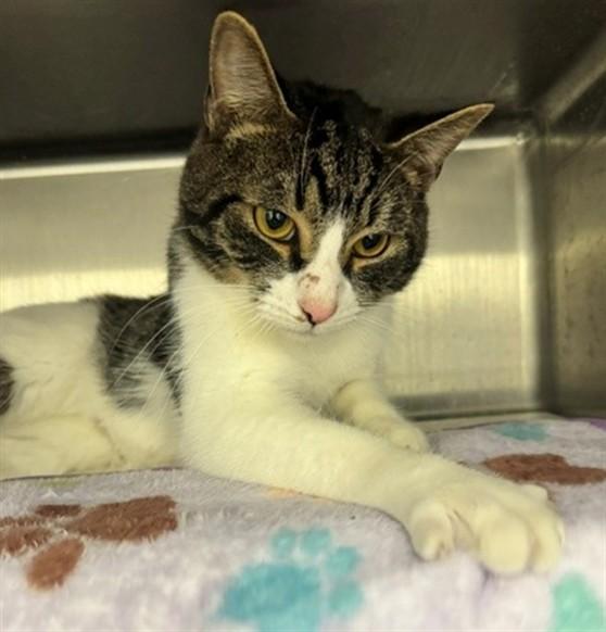 Enlarge PRESTON, a Adoptable mixed breed in Anchorage, AK image 1/1