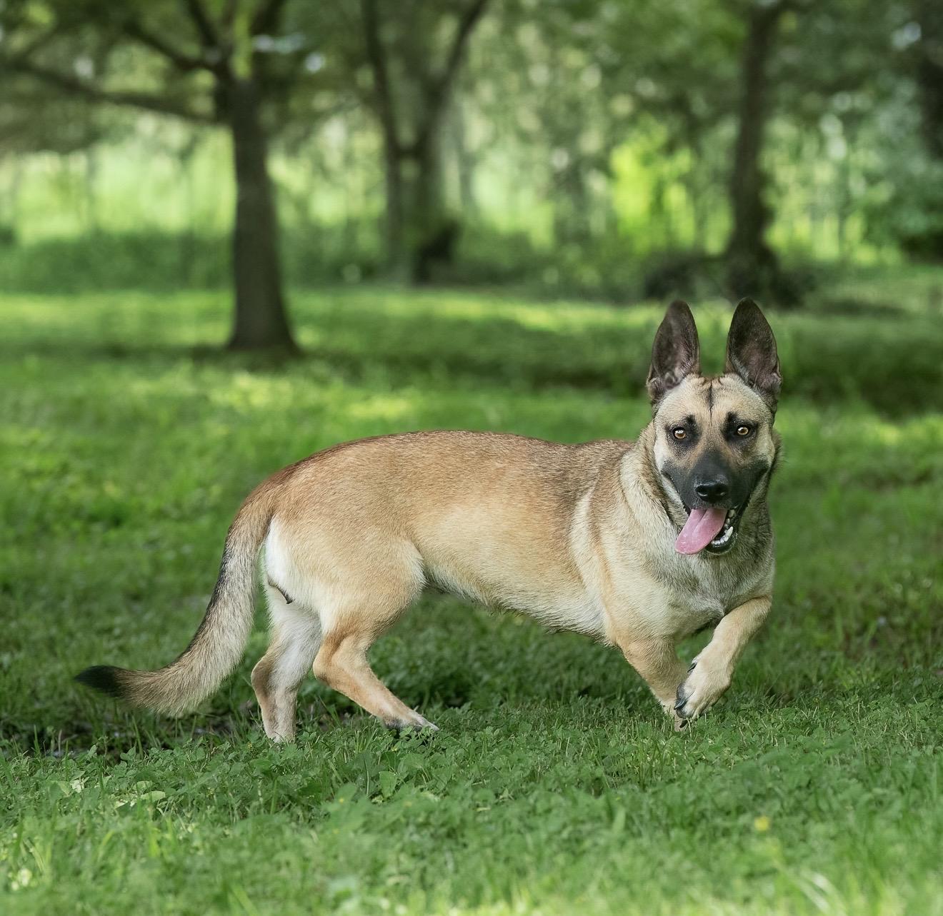 Enlarge Sequoia, a Adoptable mixed breed in Seattle, WA image 6/6
