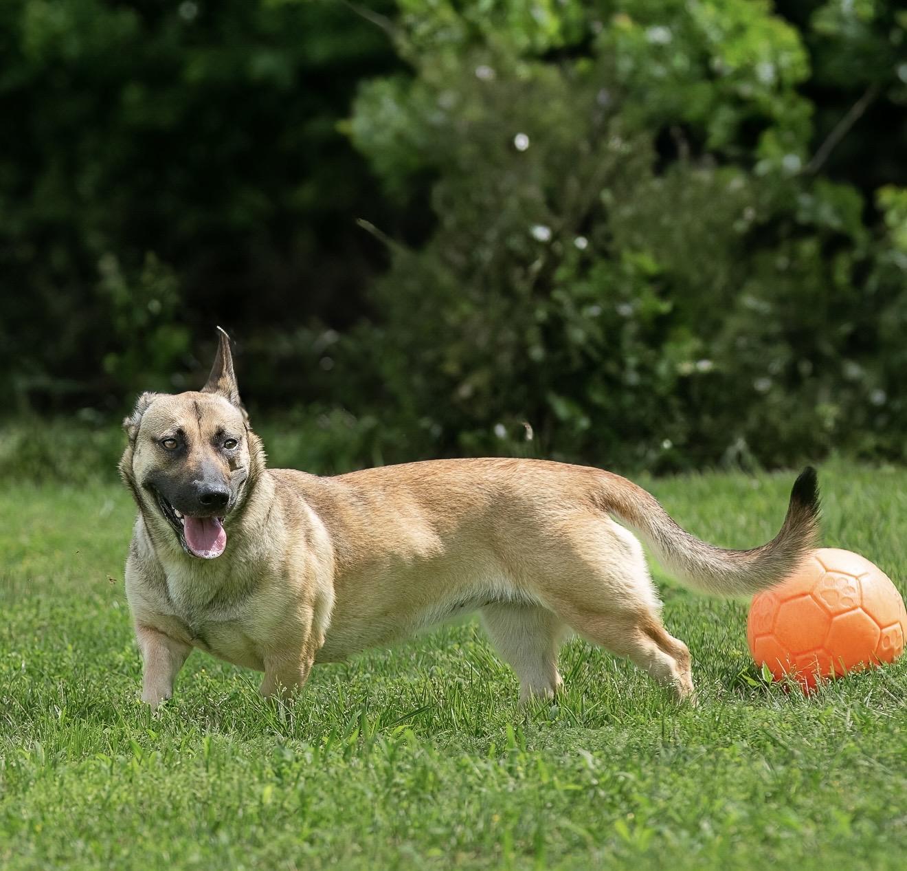 Enlarge Sequoia, a Adoptable mixed breed in Seattle, WA image 3/6