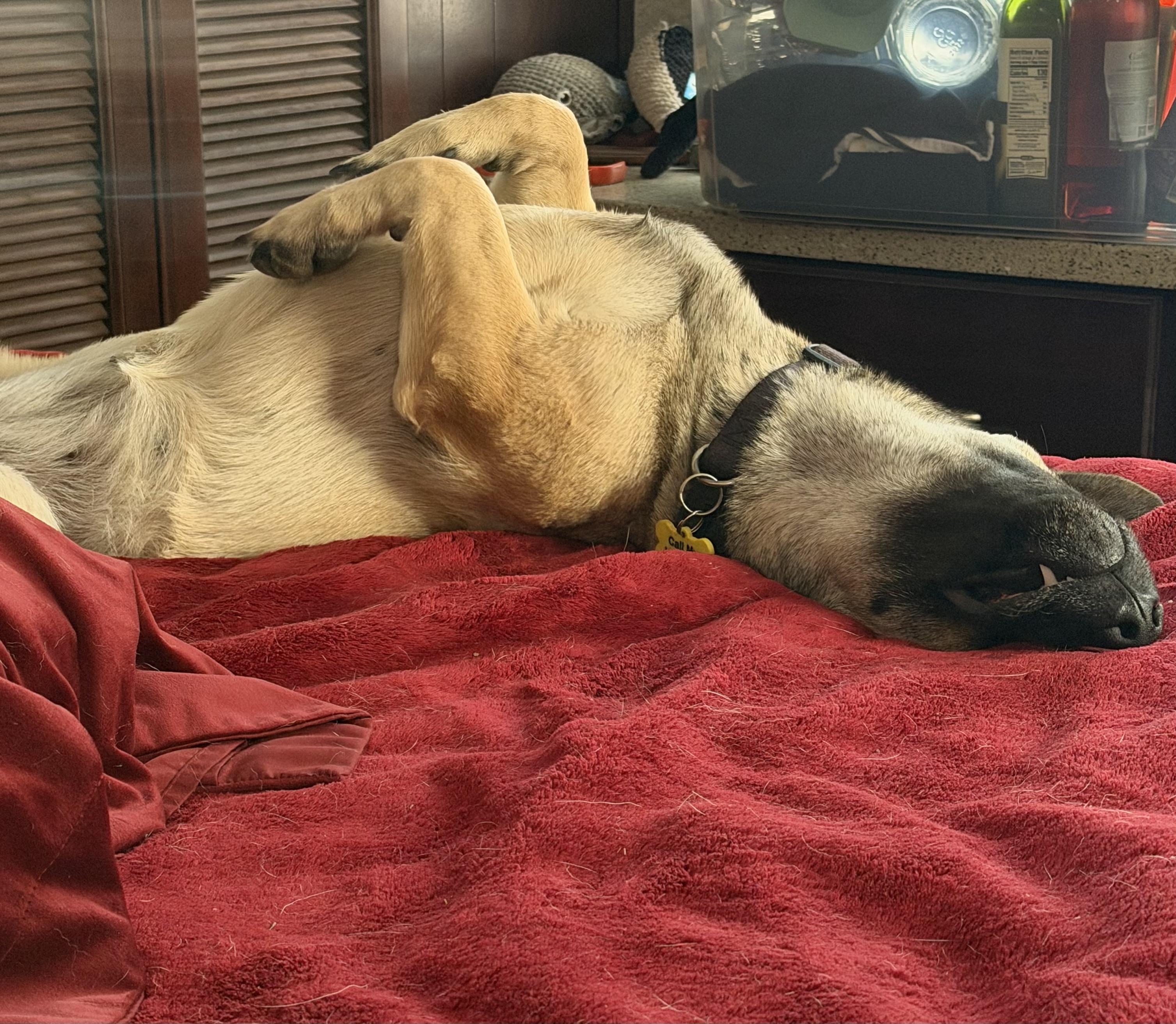 Enlarge Sequoia, a Adoptable mixed breed in Seattle, WA image 5/6